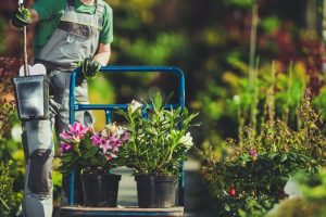 spring-time-plants-shopping-caucasian-gardener-with-cart-garden-department-store_1066593-1560